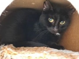 ATTiS Katzenvermittlung, Erwachsene Katzen, Edgar