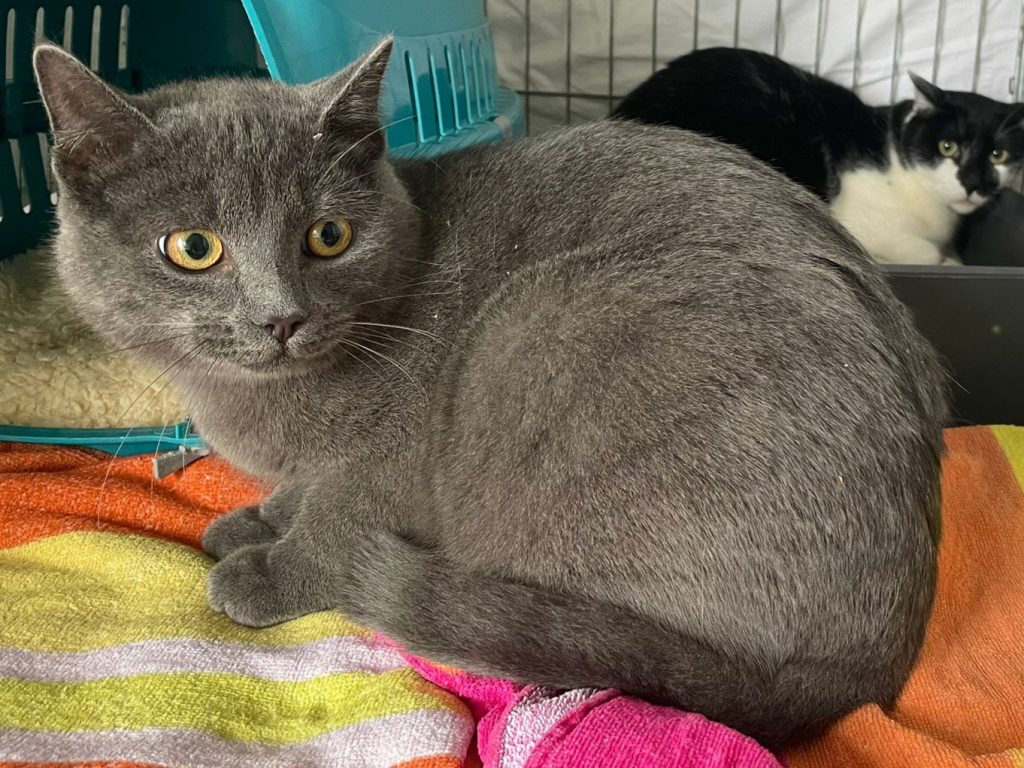 ATTiS Katzenvermittlung, Erwachsene Katzen, Felix