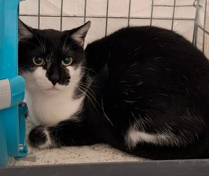 ATTiS Katzenvermittlung, Erwachsene Katzen, Lenny