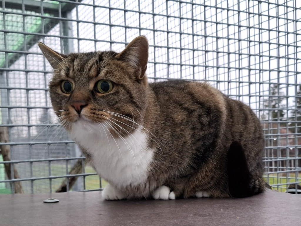 ATTiS Katzenvermittlung, Erwachsene Katzen, Mercan