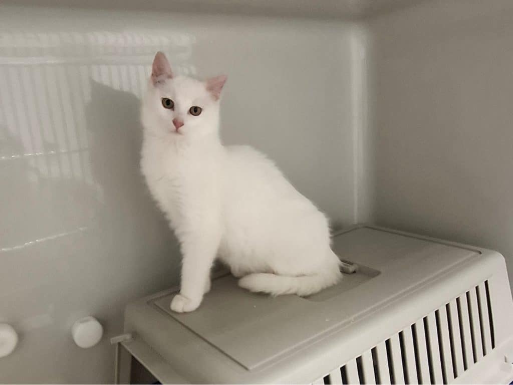 ATTiS Katzenvermittlung, Jungkatzen, Miri