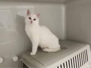 ATTiS Katzenvermittlung, Jungkatzen, Miri