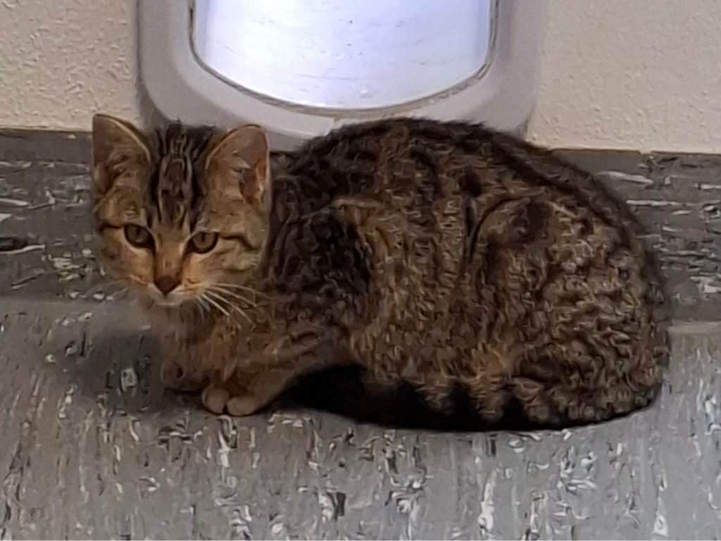 ATTiS Katzenvermittlung, Jungkatzen, Moggy