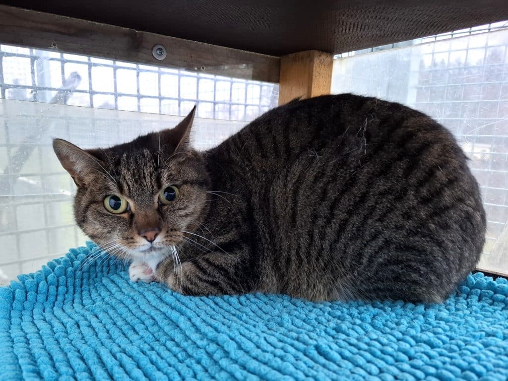 ATTiS Katzenvermittlung, Erwachsene Katzen, Oglum