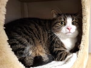 Katzenvermittlung, Erwachsene Katzen, Pembe