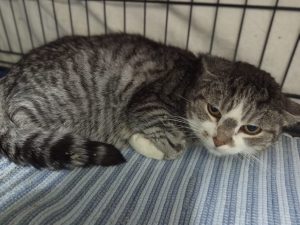 ATTiS Katzenvermittlung, Erwachsene Katzen, Schnecke