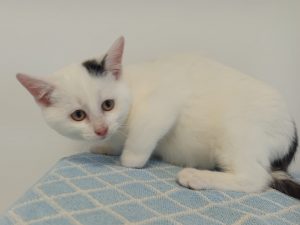 ATTiS Katzenvermittlung, Jungkatzen, Willy