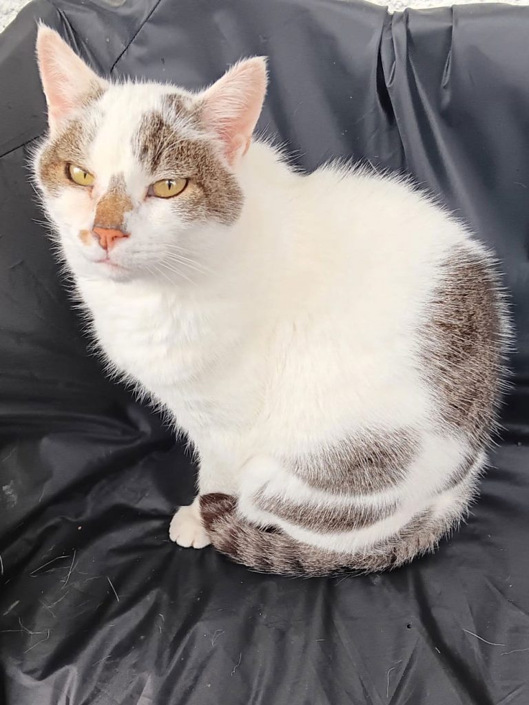 Katze Flöckchen sucht ein liebevolles Zuhause über ATTiS Tierschutz.