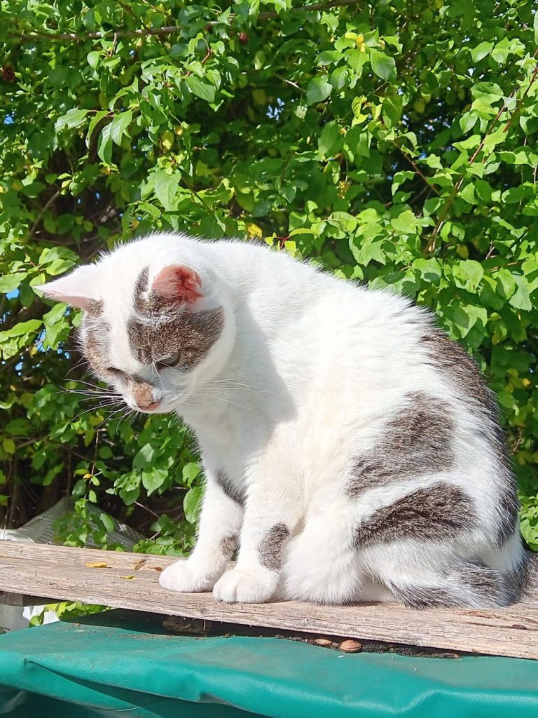 Weiße Katze Flöckchen wartet auf ein liebevolles Zuhause über ATTiS Tierschutz.