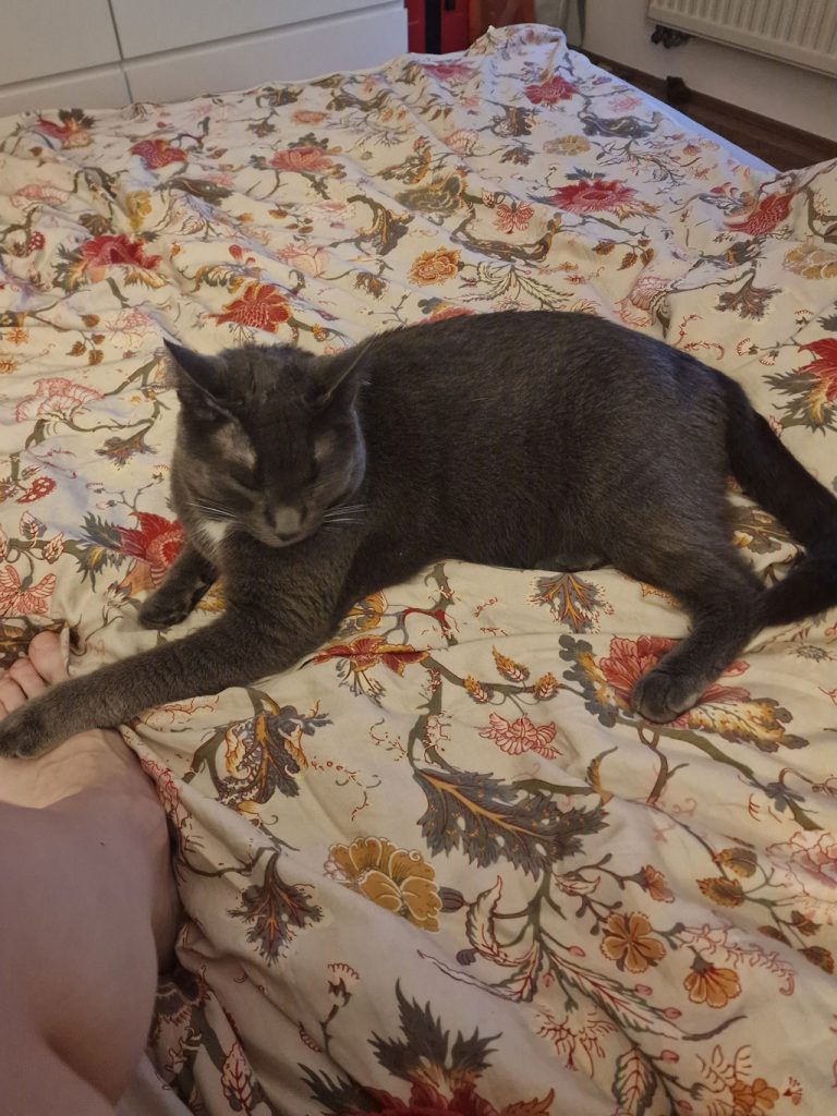 Grauer Kater Knöpfchen sucht gemeinsam mit Katze Nala ein liebevolles Zuhause über ATTiS Tierschutz.