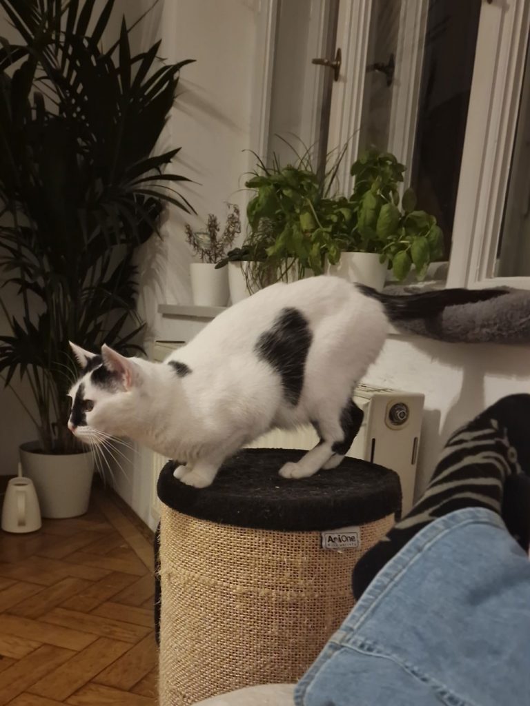 Schwarz-weiße Katze Nala sucht gemeinsam mit Kater Knöpfchen ein liebevolles Zuhause über ATTiS Tierschutz.
