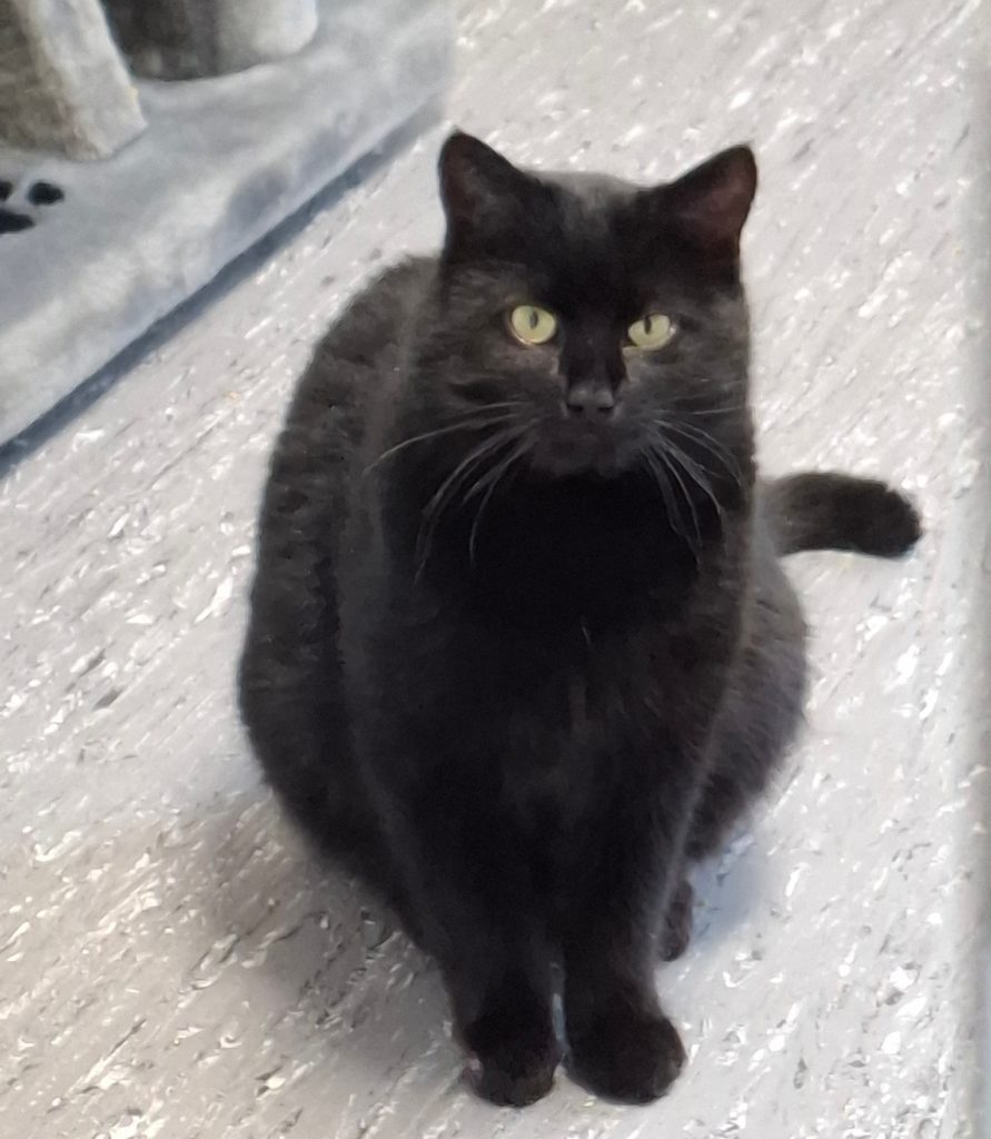 ATTiS Katzenvermittlung, Erwachsene Katzen, Heinz