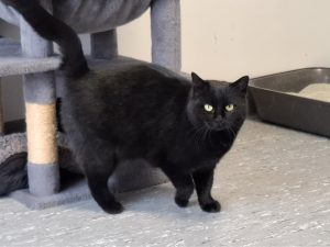 ATTiS Katzenvermittlung, Erwachsene Katzen, Helga