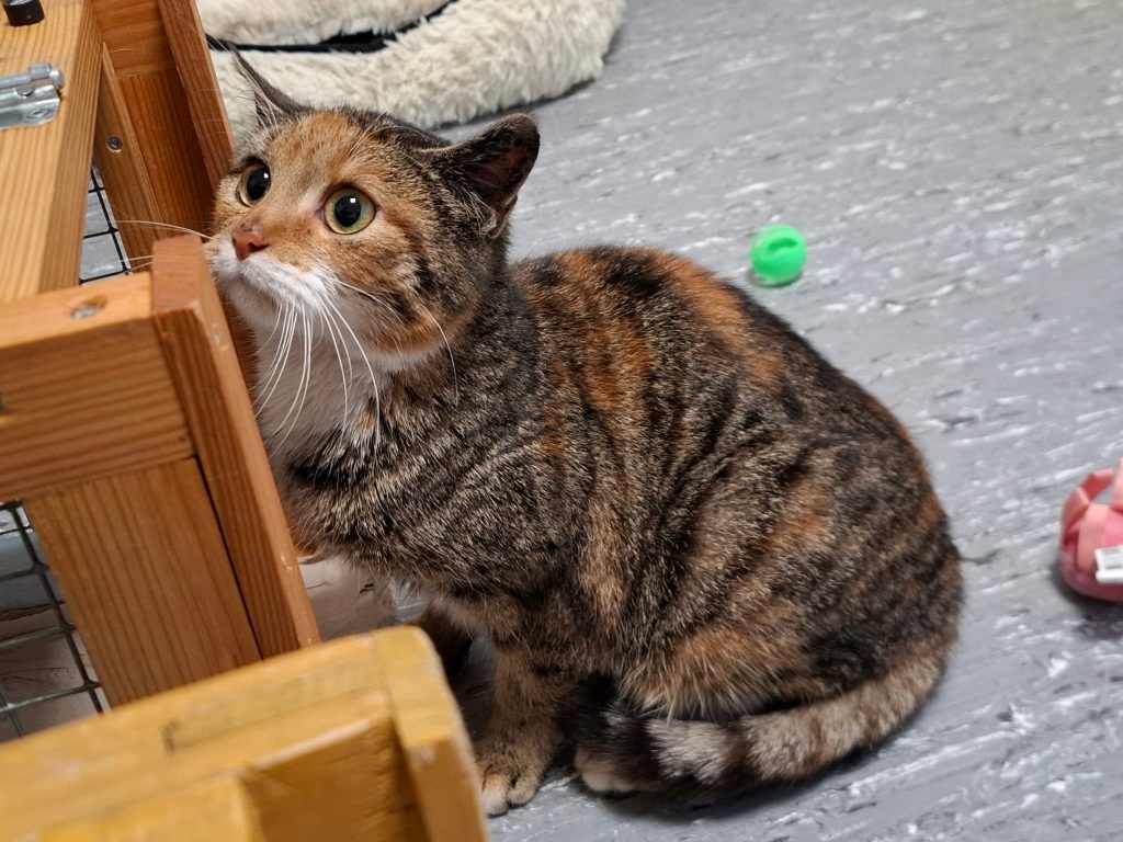 ATTiS Katzenvermittlung, Jungkatzen, Ofira