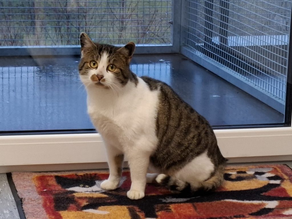 ATTiS Katzenvermittlung, Jungkatzen, Olf