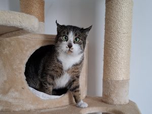 ATTiS Katzenvermittlung, Jungkatzen, Omko
