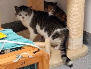 ATTiS Katzenvermittlung, Jungkatzen, Oro