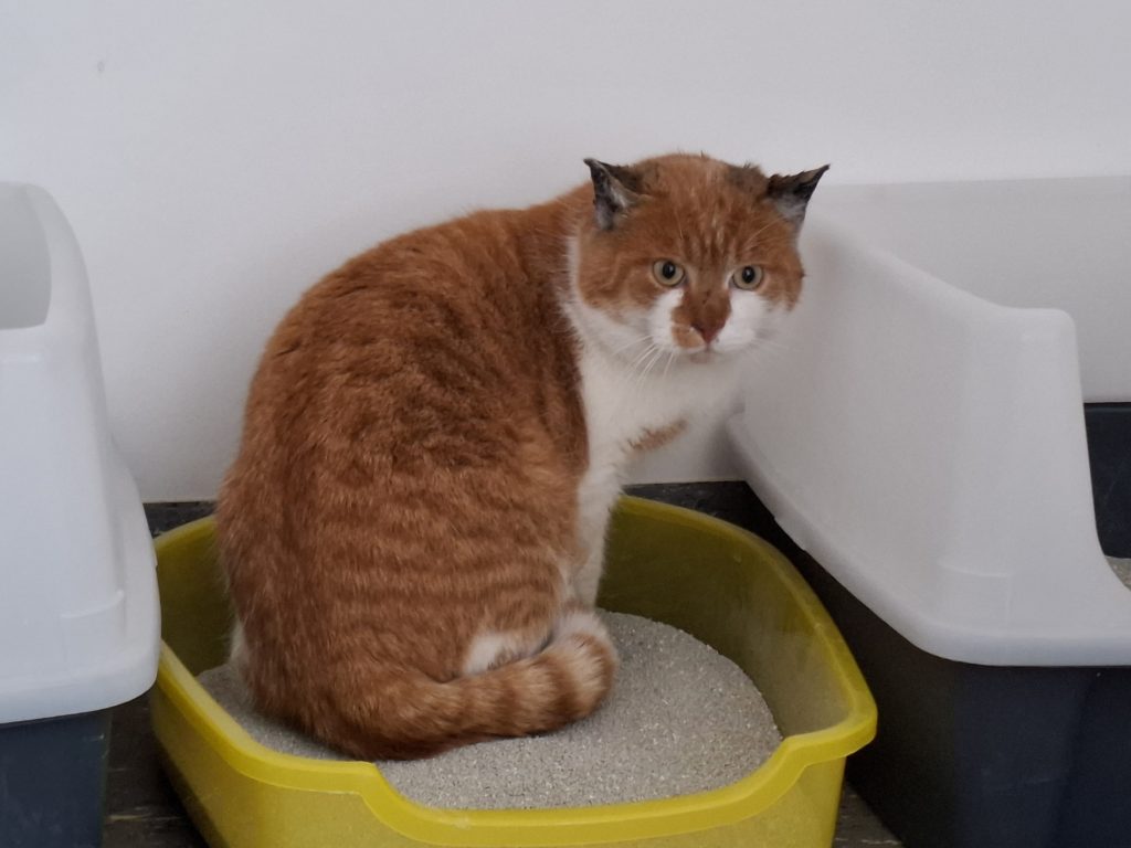 ATTiS Katzenvermittlung, Jungkatzen, Osram