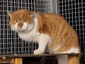 ATTiS Katzenvermittlung, Erwachsene Katzen, Osram