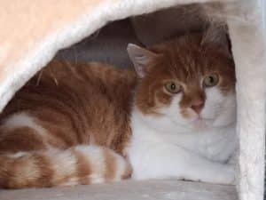 Katzenvermittlung, Erwachsene Katzen, Osram