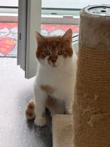 Katzenvermittlung, Erwachsene Katzen, Osram