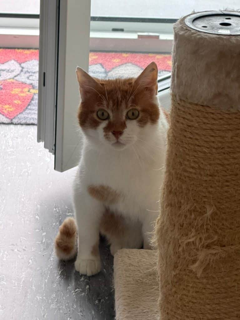 Katzenvermittlung, Erwachsene Katzen, Osram