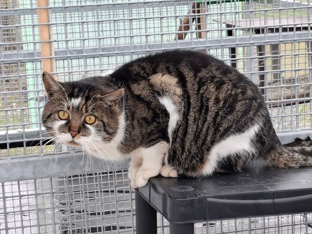 ATTiS Katzenvermittlung, Erwachsene Katzen, Oswin