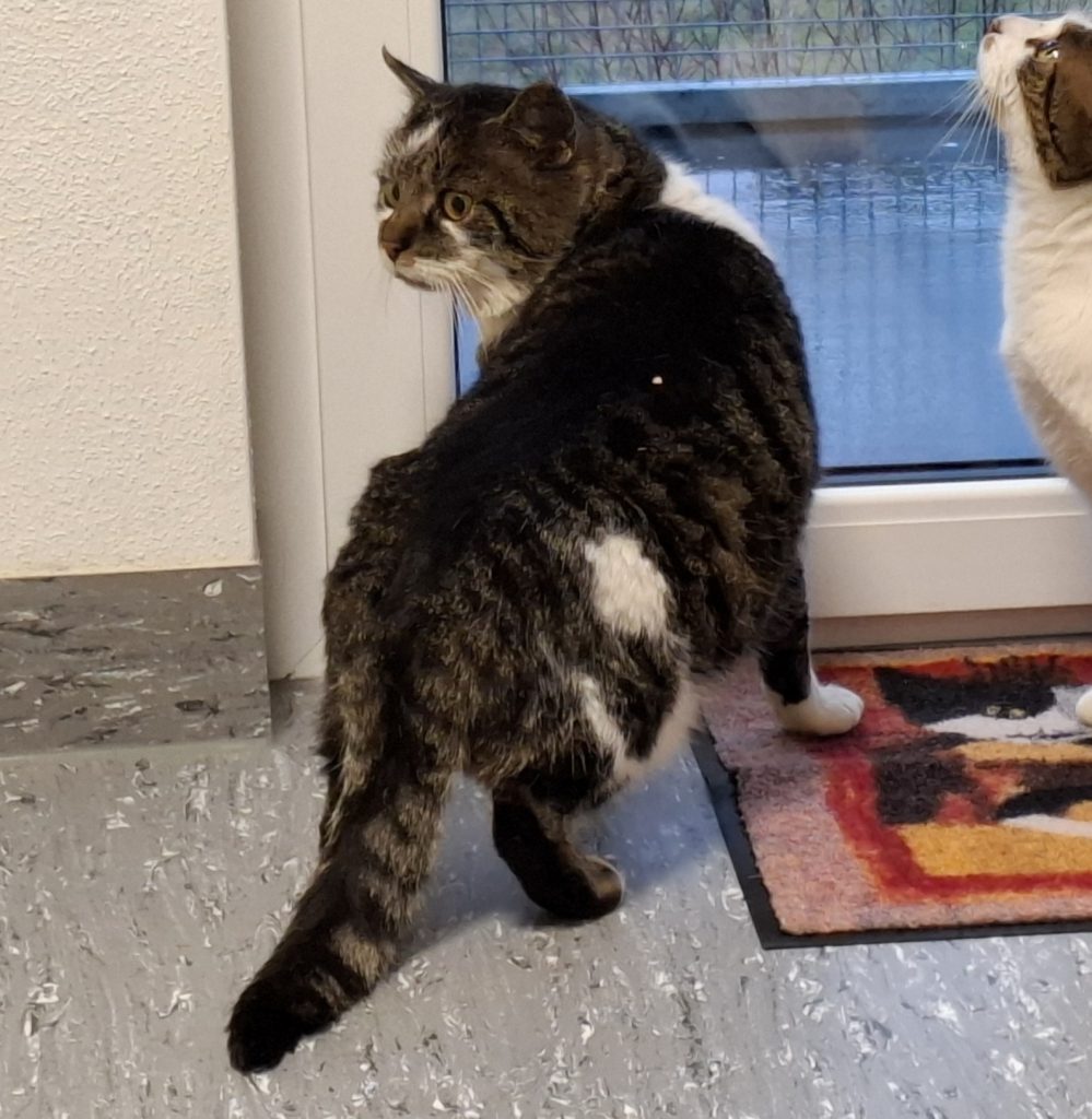 ATTiS Katzenvermittlung, Jungkatzen, Oswin