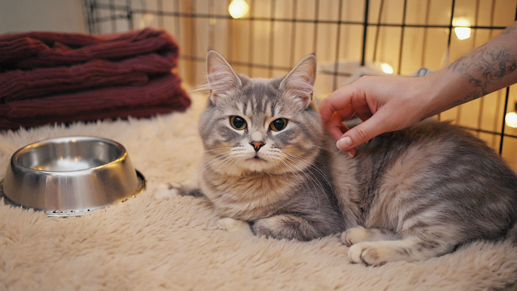 Ehrenamtliche Person streichelt eine gerettete Katze auf einer Decke – ruhige Tierschutzszene von ATTiS in Augsburg und Aichach.