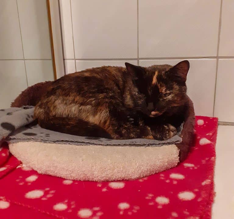 Mona, eine verschmuste Schildpattkatze, liegt entspannt auf einer weichen Decke im Innenbereich.