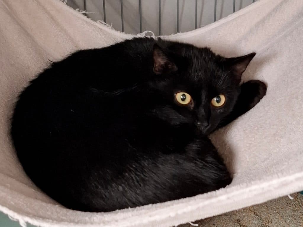 ATTiS Katzenvermittlung, Erwachsene Katzen, Birdi