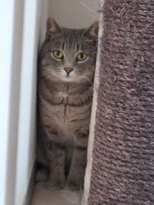 ATTiS Katzenvermittlung, Erwachsene Katzen, Hilla