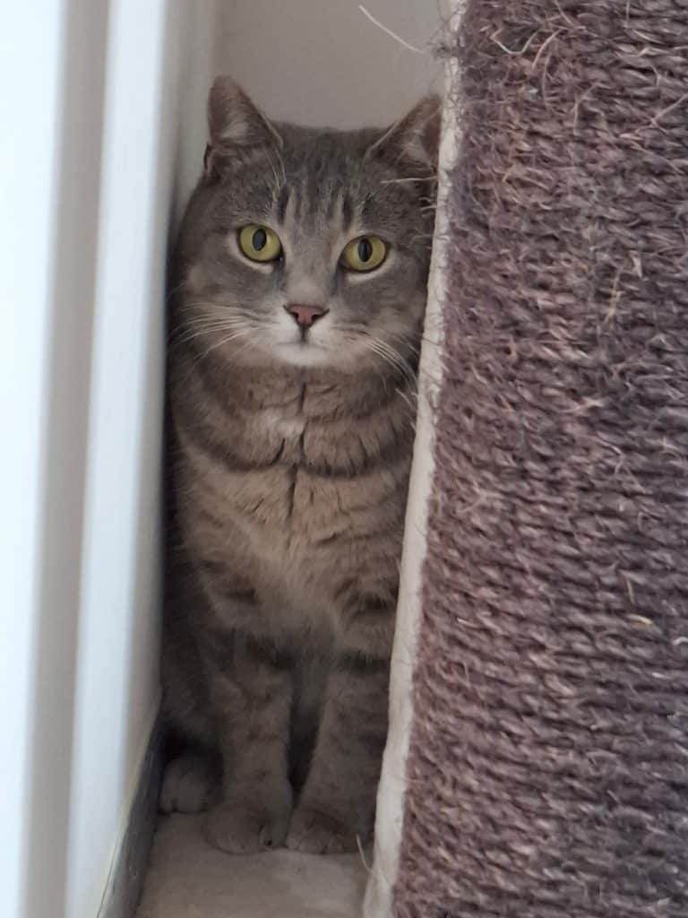 ATTiS Katzenvermittlung, Erwachsene Katzen, Hilla