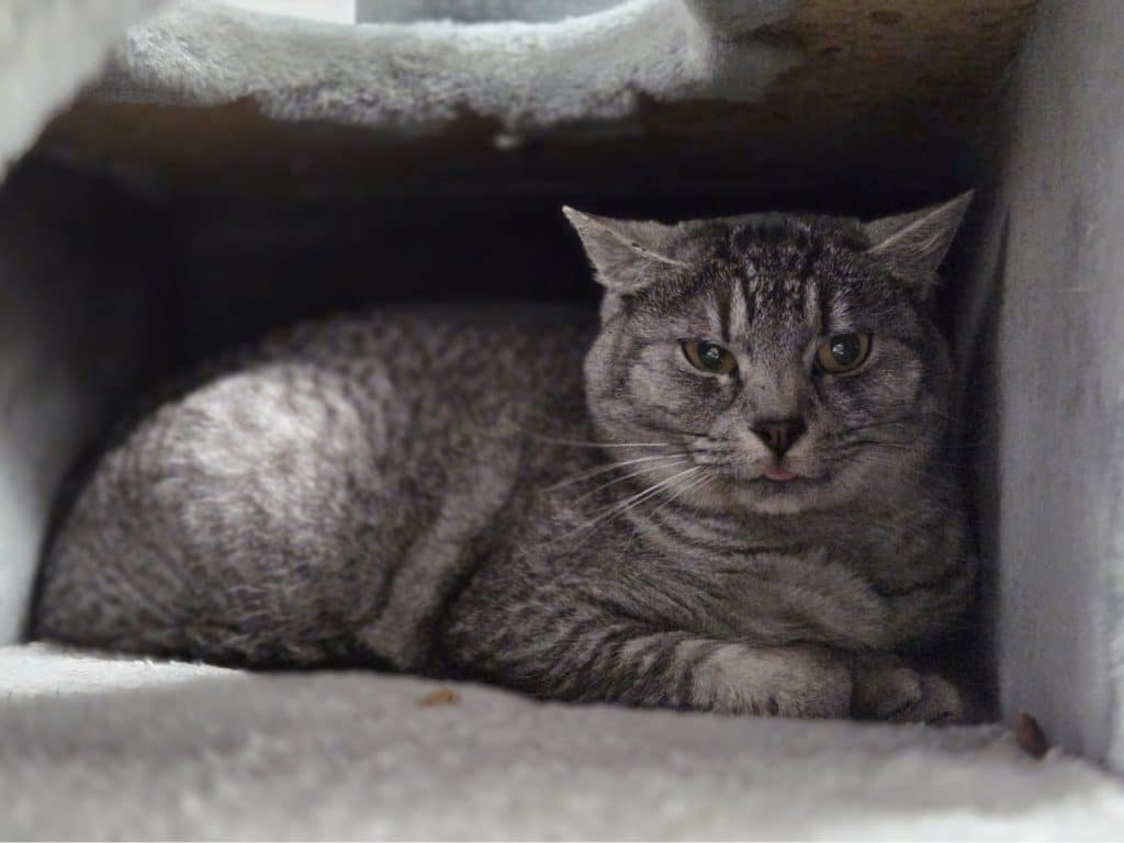 ATTiS Katzenvermittlung, Erwachsene Katzen, Hoshi