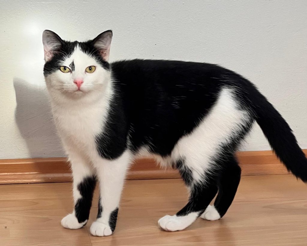 ATTiS Katzenvermittlung, Jungkatzen, Lina