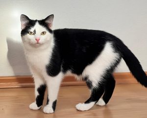 ATTiS Katzenvermittlung, Jungkatzen, Lina