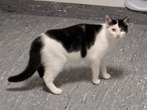 ATTiS Katzenvermittlung, Erwachsene Katzen, Maggy