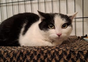 Katzenvermittlung, Erwachsene Katzen, Maik