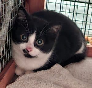 Katzenvermittlung, Jungkatzen, Marit