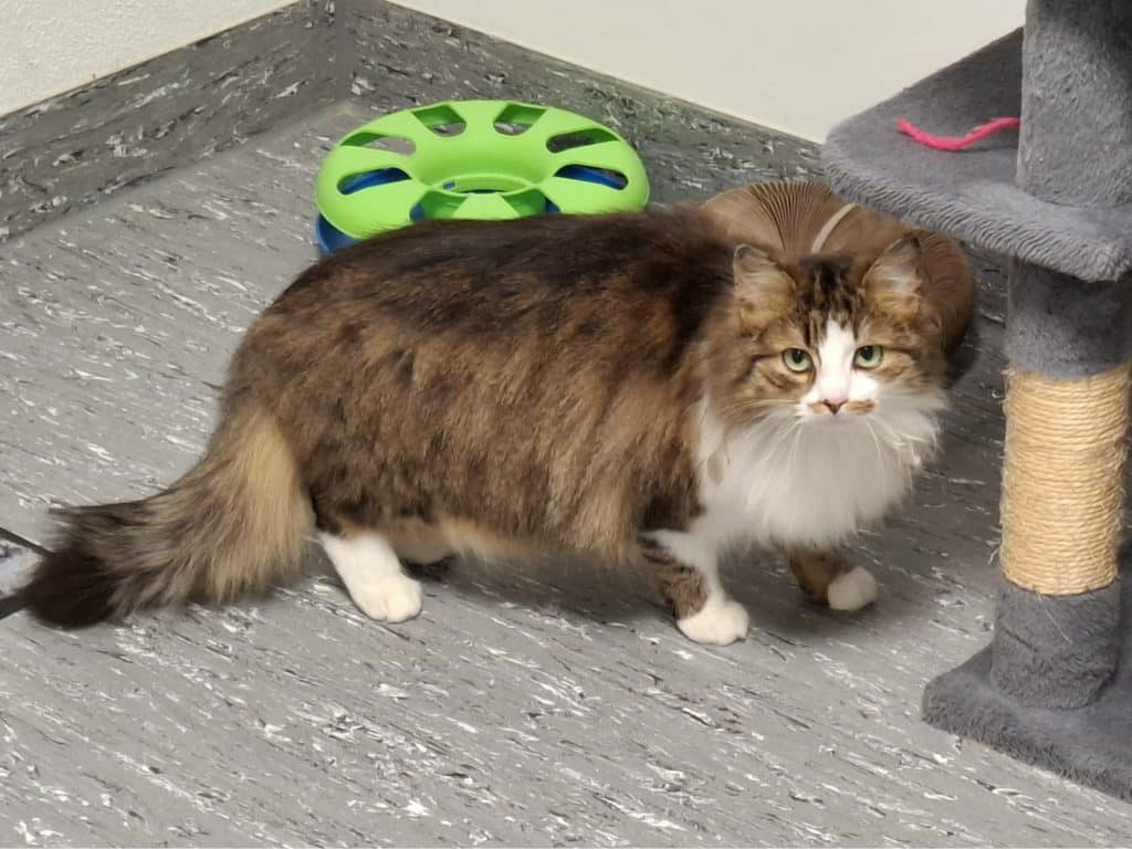 Katzenvermittlung, Erwachsene Katzen, Apollo