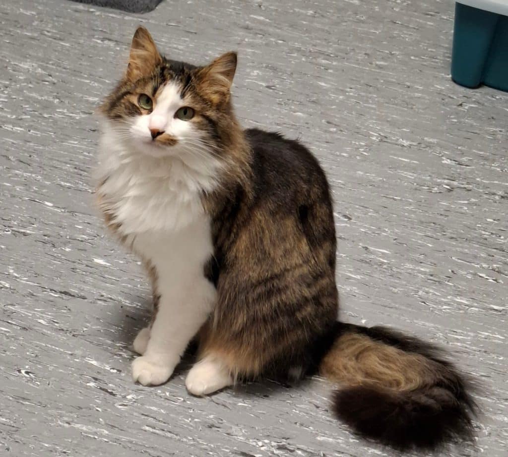 Katzenvermittlung, Erwachsene Katzen, Auri