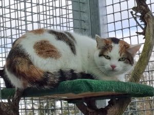 Katzenvermittlung, Erwachsene Katzen, Dolly