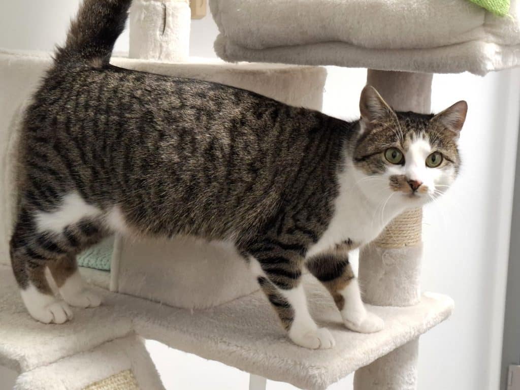 Katzenvermittlung, Erwachsene Katzen, Marina