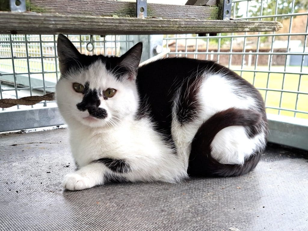 Katzenvermittlung, Erwachsene Katzen, Ace