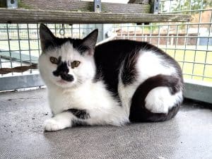 Katzenvermittlung, Erwachsene Katzen, Ace