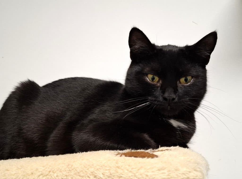 Katzenvermittlung, Erwachsene Katzen, Hamza