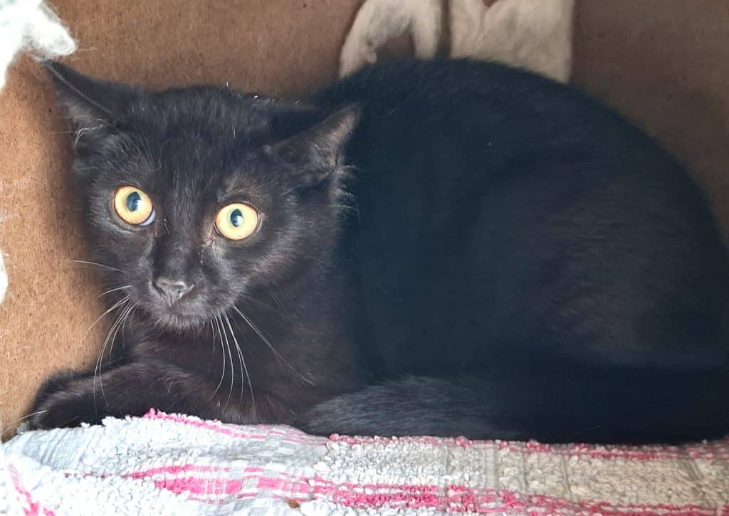 Katzenvermittlung, Erwachsene Katzen, Schorsch