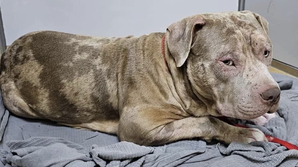 Schorschi, XL-Bully-Mischlingsrüde aus dem Tierschutz, liegt auf einer Decke und sucht Unterstützung durch eine Patenschaft