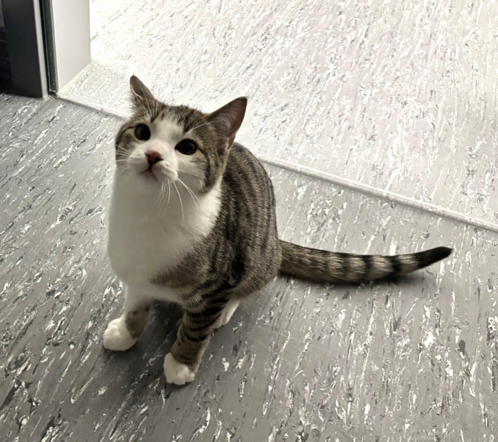 Katzenvermittlung, Jungkatzen, Amigo