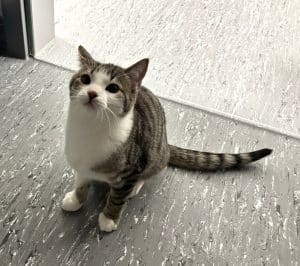 Katzenvermittlung, Jungkatzen, Amigo